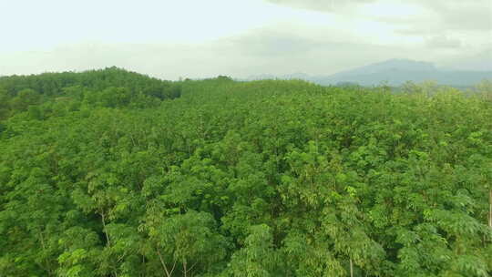 橡胶树庄园种植区天桥