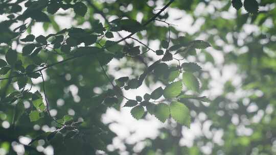 夏天阳光下的绿叶清新空镜