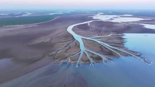 江西鄱阳湖湿地生命之树景观航拍