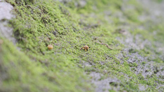 雨季里的石头苔藓