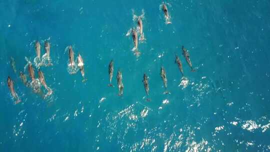 一群海豚在海洋中游泳，大自然生机