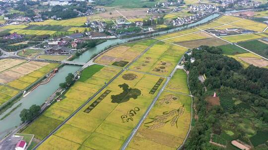 4K航拍浙江杭州建德金色稻田田园