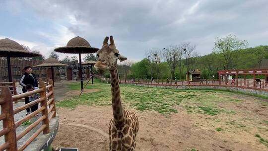 济南动物园长颈鹿吃草视频素材模板下载