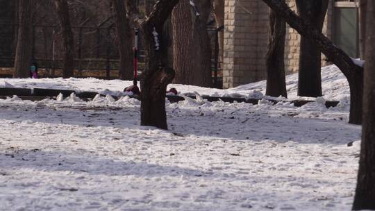 【镜头合集】冬季下雪树林孩子打雪仗玩雪视频素材模板下载