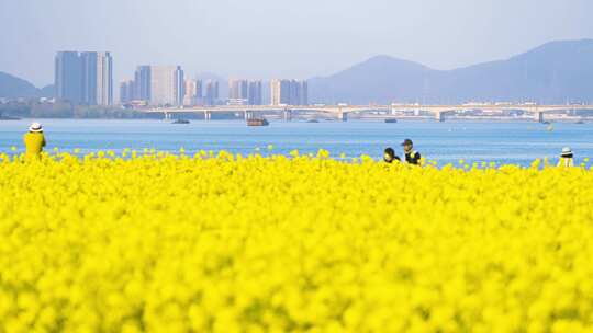 杭州富阳富春江江畔春天油菜花风景延时