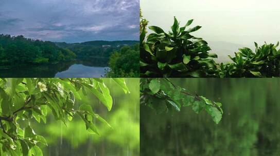 雨季的森林美景 视频合集视频素材模板下载