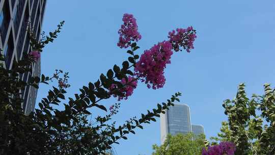 城市公园鲜花种植植物实拍