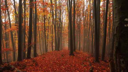 森林中神奇秋天的景色