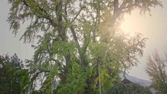 航拍古寺千年银杏秋景西安古观音禅寺