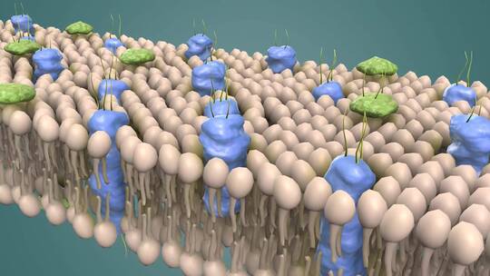 3D医学动画细胞动画 动物细胞 植物细胞