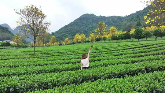 中国广东省清远市英德市石灰铺红星茶场