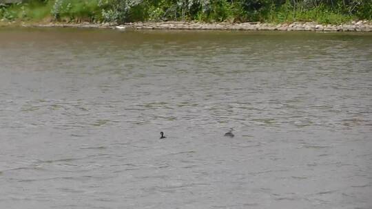 在河里漂游的鸭子视频素材模板下载