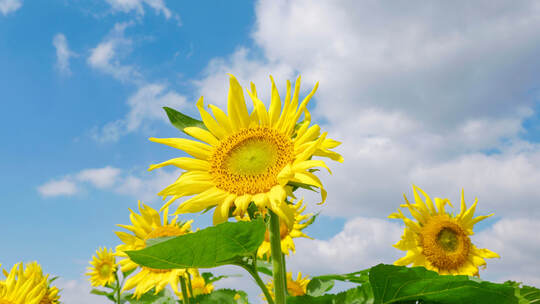 向日葵花海唯美实拍