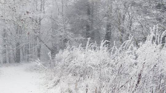 白雪皑皑的森林