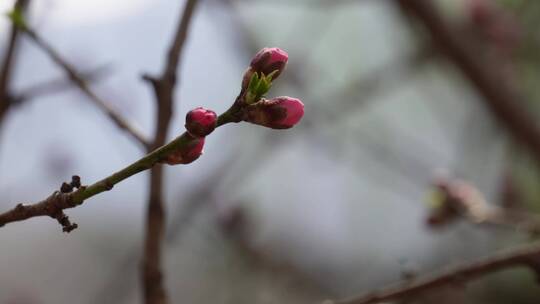 【镜头合集】特写花骨朵花蕾花苞花瓣