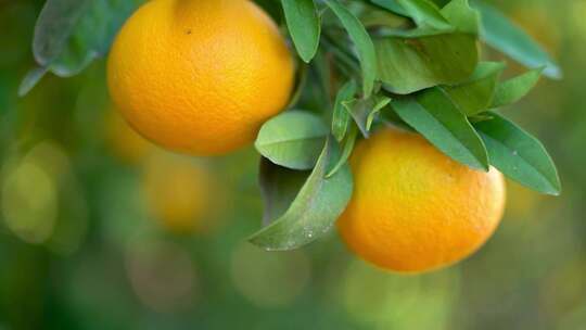特写摘下橙树上成熟的橙子