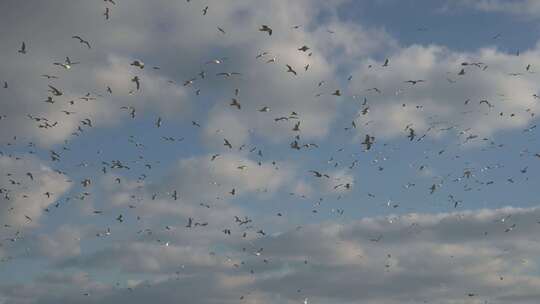 一群海鸥在天空中飞翔海鸥飞翔升格