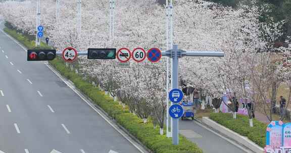 清晨樱花盛开时节苏州城市道路樱花大道美景