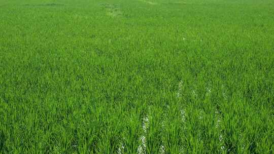 农田 水稻 稻穗 稻花 丰收 水稻生长