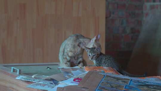 一只母猫和小猫视频素材模板下载