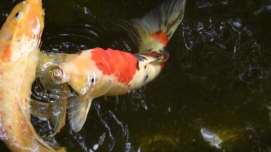 锦鲤游泳特写