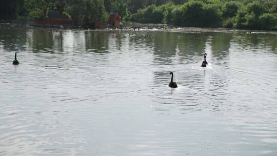 湿地公园黑天鹅在水里自由自在的游
