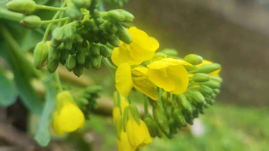 菜花小黄花寒风中摇曳微距