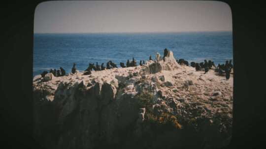 海洋附近岩石上的鸟8毫米电影风格