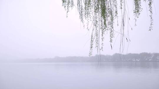 杭州西湖花港观鱼烟雨江南4K视频素材