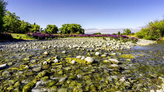 新西兰南岛鲁冰花美景延时
