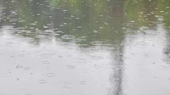 大自然雨季下雨雨滴树林树叶雨水