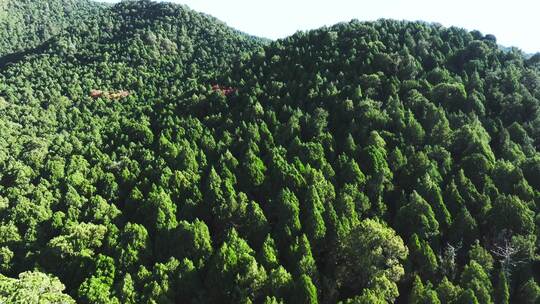 飞跃山林