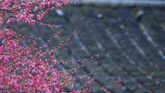 杭州西湖都锦生故居梅花风景