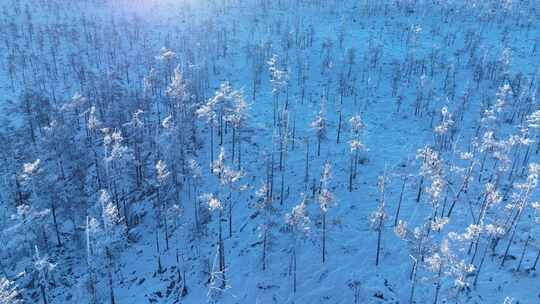 鸟瞰大兴安岭林海雪原雪林