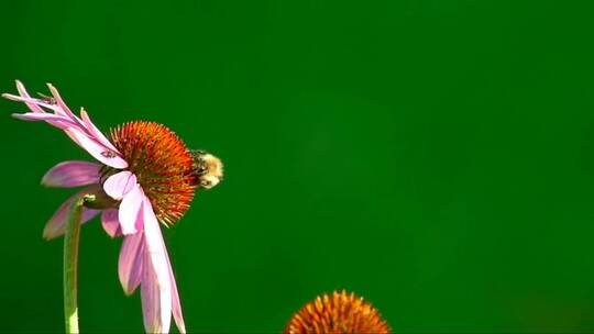 大黄蜂站在粉红色的花朵上