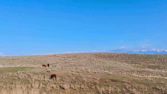 自驾游新疆伊犁琼库什台草原的马