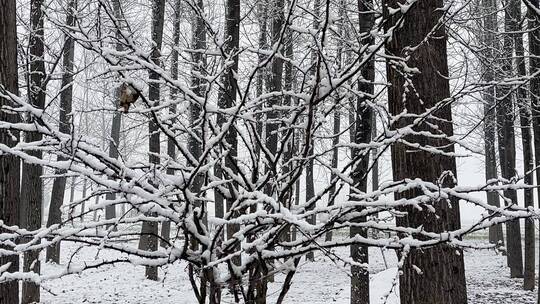 冬天的白雪视频