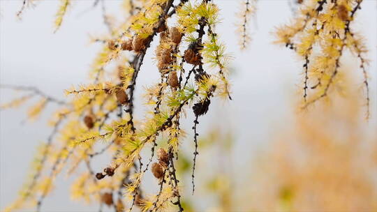 深秋 微风中的落叶松 松果 松枝 特写