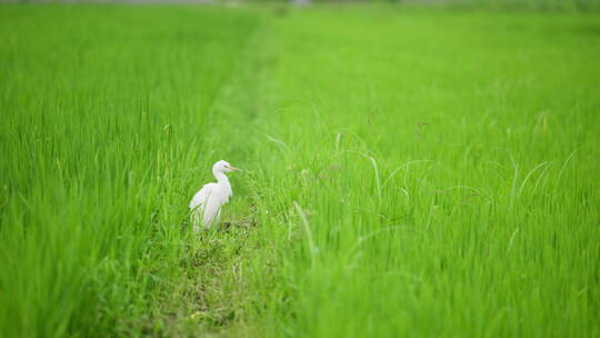 绿色稻田里清洁毛发的白鹭