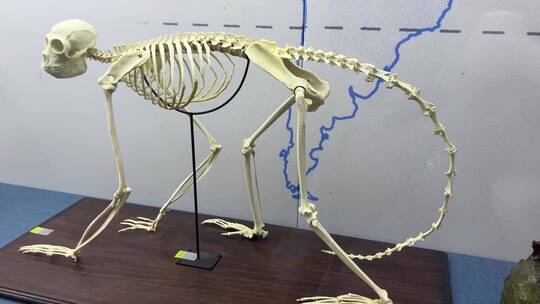 灵长类生物骨骼猴子骨骼视频素材模板下载