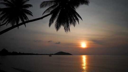 海边的夕阳 椰树