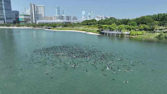 深圳湾人才公园蓝天候鸟