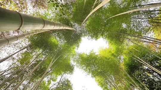 大自然风景美丽的竹海竹林竹子枝繁叶茂
