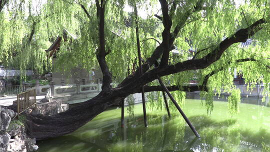 植物-北京颐和园谐趣园内古柳树