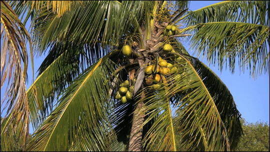 椰子树上成熟的椰子