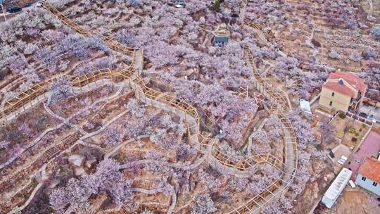 青岛樱花大崂樱桃谷