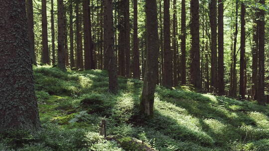 森林 原始森林 山林 生机勃勃 壮丽 树林