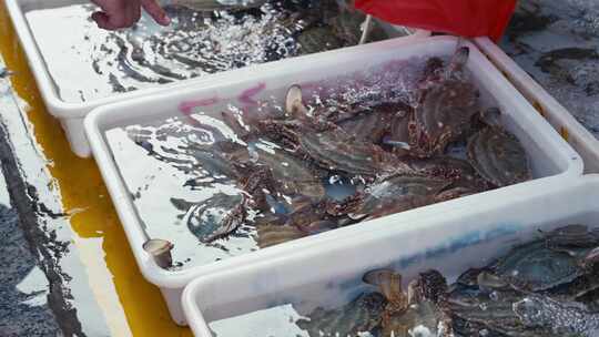 新鲜捕捞的梭子蟹视频素材模板下载