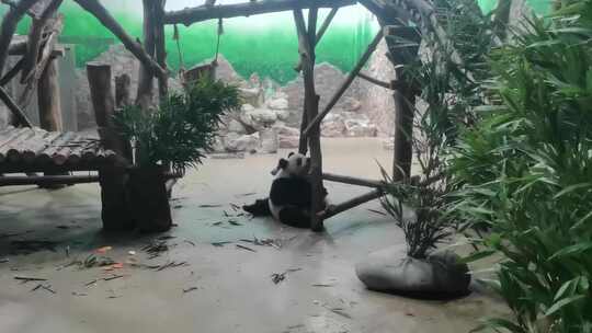 成都大熊猫繁育研究基地室内的大熊猫