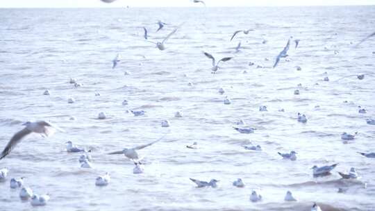 海鸥 海边 海平线 群鸟 大海